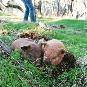 Meet your Posher, Hailey